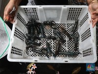 Kisah Sukses Vietnam Budidaya Lobster dari Benih 'Ilegal'