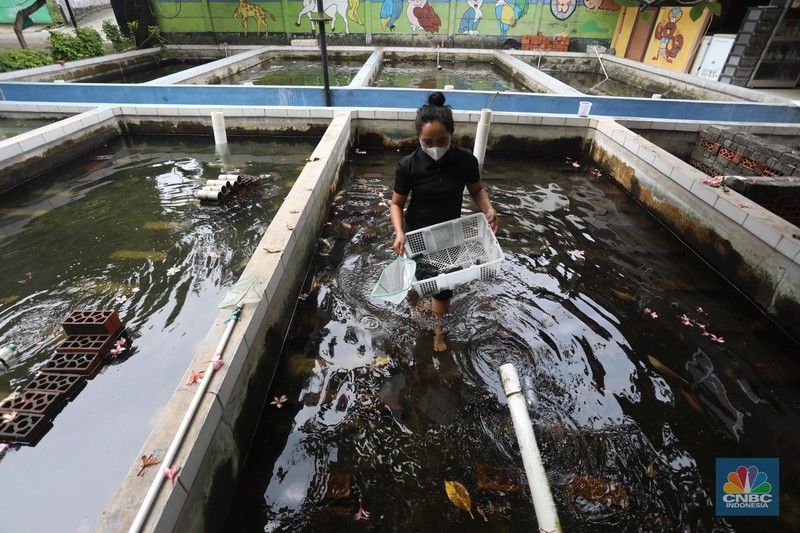 Petani lobster air tawar menunjukkan lobster siap jual di tempat budidaya lobster air tawar BFC Mini Farm di kawasan Ciputat, Tangerang Selatan, Kamis (7/8/2021). (CNBC Indonesia/Andrean Kristianto) Petani lobster air tawar menunjukkan lobster siap jual di tempat budidaya lobster air tawar BFC Mini Farm di kawasan Ciputat, Tangerang Selatan, Kamis (7/8/2021). (CNBC Indonesia/Andrean Kristianto)