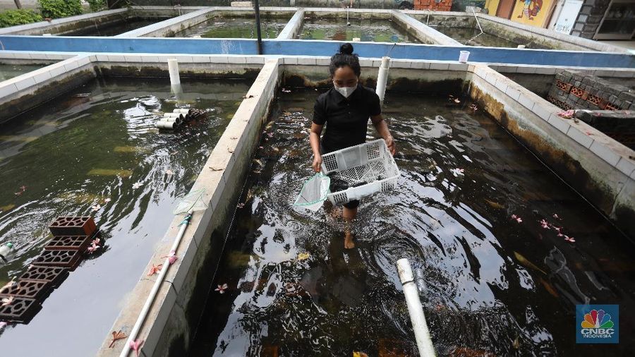 Petani lobster air tawar menunjukkan lobster siap jual di tempat budidaya lobster air tawar BFC Mini Farm di kawasan Ciputat, Tangerang Selatan, Kamis (7/8/2021). (CNBC Indonesia/Andrean Kristianto)