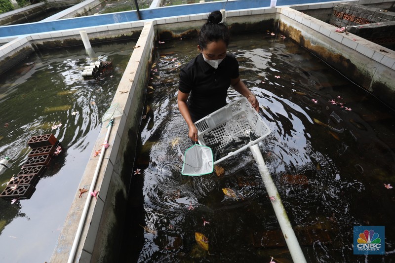 Petani lobster air tawar menunjukkan lobster siap jual di tempat budidaya lobster air tawar BFC Mini Farm di kawasan Ciputat, Tangerang Selatan, Kamis (7/8/2021). (CNBC Indonesia/Andrean Kristianto) Petani lobster air tawar menunjukkan lobster siap jual di tempat budidaya lobster air tawar BFC Mini Farm di kawasan Ciputat, Tangerang Selatan, Kamis (7/8/2021). (CNBC Indonesia/Andrean Kristianto)