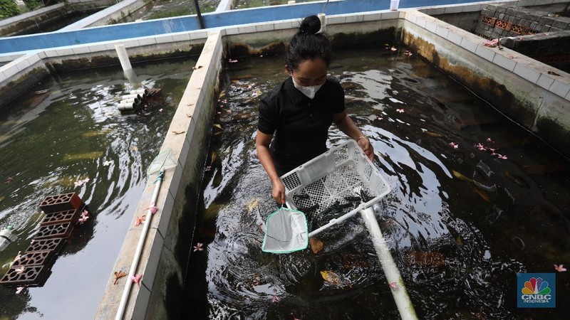 Petani lobster air tawar menunjukkan lobster siap jual di tempat budidaya lobster air tawar BFC Mini Farm di kawasan Ciputat, Tangerang Selatan, Kamis (7/8/2021). (CNBC Indonesia/Andrean Kristianto)
