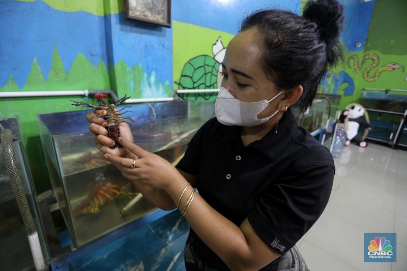 Petani lobster air tawar menunjukkan lobster siap jual di tempat budidaya lobster air tawar BFC Mini Farm di kawasan Ciputat, Tangerang Selatan, Kamis (7/8/2021). (CNBC Indonesia/Andrean Kristianto) Petani lobster air tawar menunjukkan lobster siap jual di tempat budidaya lobster air tawar BFC Mini Farm di kawasan Ciputat, Tangerang Selatan, Kamis (7/8/2021). (CNBC Indonesia/Andrean Kristianto)