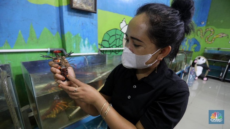Petani lobster air tawar menunjukkan lobster siap jual di tempat budidaya lobster air tawar BFC Mini Farm di kawasan Ciputat, Tangerang Selatan, Kamis (7/8/2021). (CNBC Indonesia/Andrean Kristianto)
