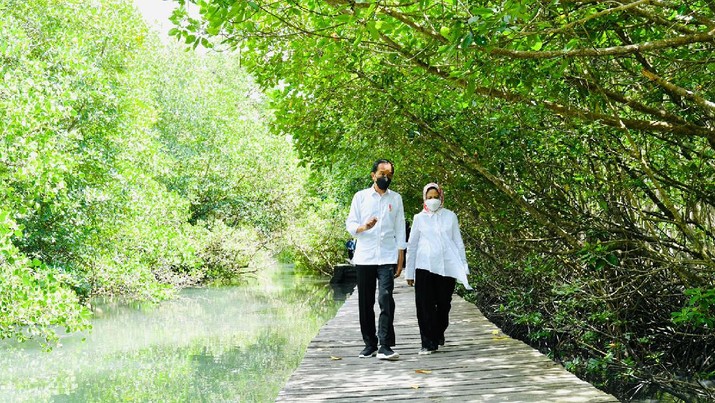 Presiden Joko Widodo dan Ibu Negara Iriana Joko Widodo bersama rombongan meninjau hutan mangrove di Taman Hutan Raya Ngurah Rai, Kabupaten Badung pada Jumat pagi, 8 Oktober 2021. (Laily Rachev - Biro Pers Sekretariat Presiden) Presiden Joko Widodo dan Ibu Negara Iriana Joko Widodo bersama rombongan meninjau hutan mangrove di Taman Hutan Raya Ngurah Rai, Kabupaten Badung pada Jumat pagi, 8 Oktober 2021. (Laily Rachev - Biro Pers Sekretariat Presiden)