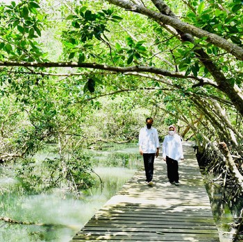 Momen Jokowi dan Iriana Blusukan di Lahan Mangrove Bali