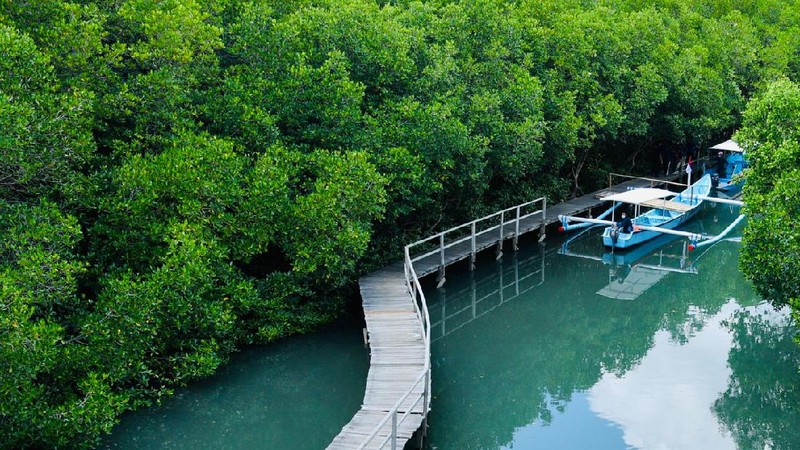 Presiden Joko Widodo dan Ibu Negara Iriana Joko Widodo bersama rombongan meninjau hutan mangrove di Taman Hutan Raya Ngurah Rai, Kabupaten Badung pada Jumat pagi, 8 Oktober 2021. (Laily Rachev - Biro Pers Sekretariat Presiden)
