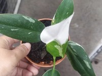 Ini 6 Cara Jitu untuk Membasmi Kutu Putih pada Tanaman