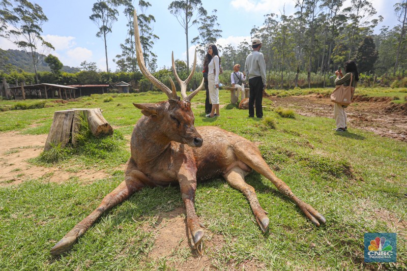 Kampung Cai Ranca Upas Kampung Cai Ranca Upas (CNBC Indonesia/ Andrean Kriatianto)