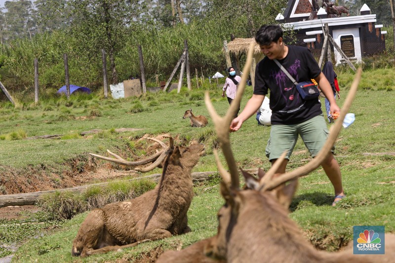 Kampung Cai Ranca Upas Kampung Cai Ranca Upas (CNBC Indonesia/ Andrean Kriatianto)