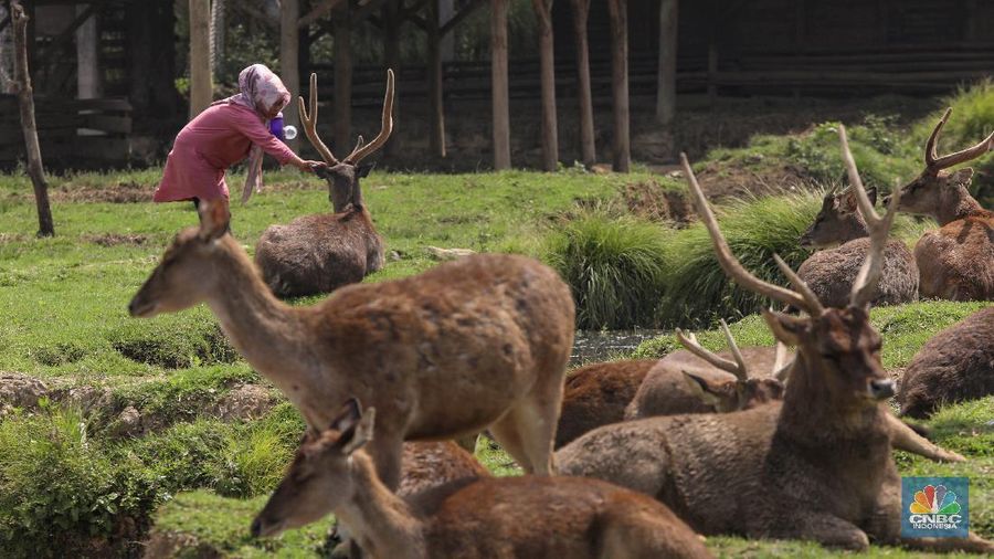 Kampung Cai Ranca Upas (CNBC Indonesia/ Andrean Kriatianto)