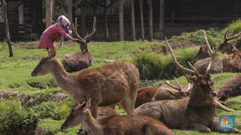Kampung Cai Ranca Upas (CNBC Indonesia/ Andrean Kriatianto)