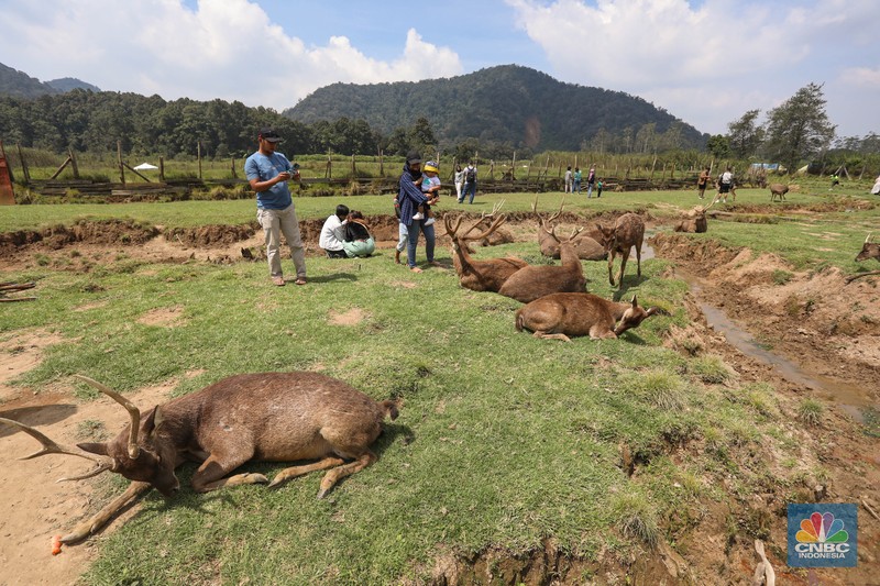 Kampung Cai Ranca Upas Kampung Cai Ranca Upas (CNBC Indonesia/ Andrean Kriatianto)