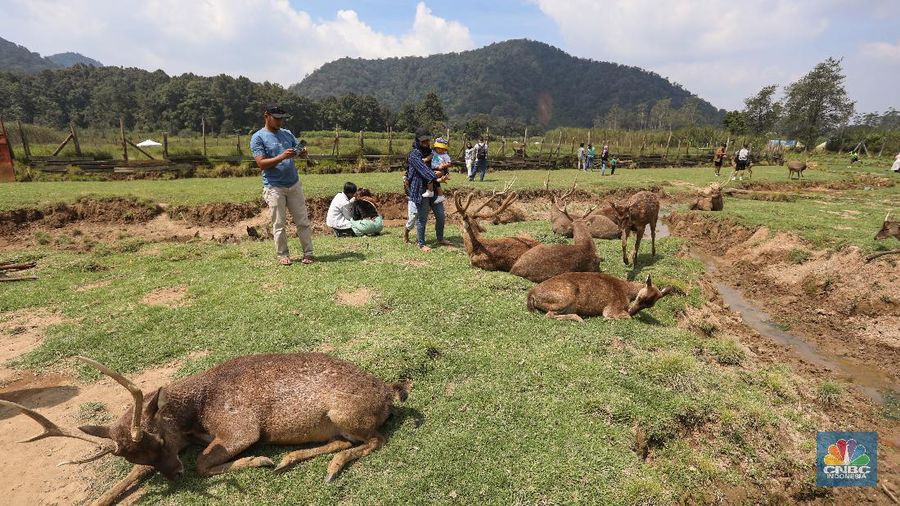 Kampung Cai Ranca Upas (CNBC Indonesia/ Andrean Kriatianto)