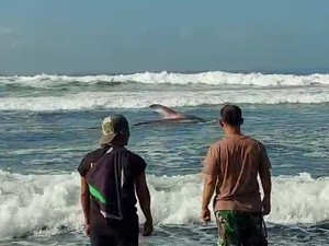 Terpecahkan, Alasan Mengapa Hiu Kerap Terlihat di Bibir Pantai