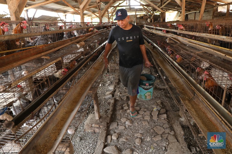 Peternak Ayam Petelur Madali (52) memberi pakan ayam petelur di kawasan Tangerang Selatan, Selasa (12/10/2021). Peternak ayam petelur terus mengeluh dari harga Rp. 23.000/kg menjadi Rp. 18.000/kg, mereka mengeluarkan penurunan harga tidak sesuai dengan biaya pakan. Madali memiliki 800 ekor ayam negeri dan 800 ekor ayam kampung. Berdasarkan catatan Pusat Informasi Harga Pangan Strategis, rata-rata harga telur ayam ras segar secara nasional pada 8 Oktober 2021 adalah Rp.23.000/kg tutun 2,52% dibandingkan posisi sebulan sebelumnya.
(CNBC Indonesia/ Tri Susilo)