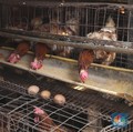 Kisah Peternak Ayam, Jual Telur Rp21.000 Sampai Tutup Kandang