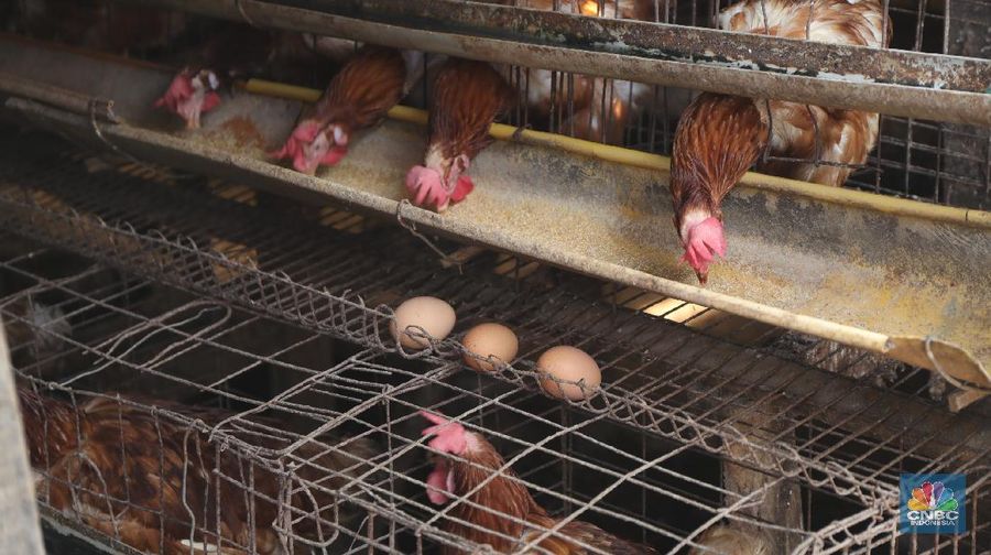 Madali (52) memberi pakan ayam petelur di kawasan Tangerang Selatan, Selasa (12/10/2021). Peternak ayam petelur terus mengeluh dari harga Rp. 23.000/kg menjadi Rp. 18.000/kg, mereka mengeluarkan penurunan harga tidak sesuai dengan biaya pakan. Madali memiliki 800 ekor ayam negeri dan 800 ekor ayam kampung. Berdasarkan catatan Pusat Informasi Harga Pangan Strategis, rata-rata harga telur ayam ras segar secara nasional pada 8 Oktober 2021 adalah Rp.23.000/kg tutun 2,52% dibandingkan posisi sebulan sebelumnya. 
  (CNBC Indonesia/ Tri Susilo)