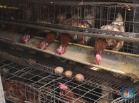 Kisah Peternak Ayam, Jual Telur Rp21.000 Sampai Tutup Kandang