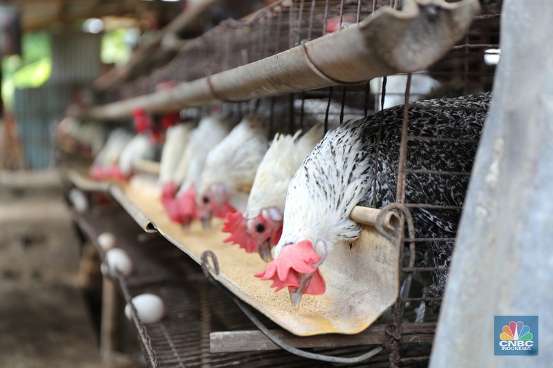 Peternak Ayam Petelur Madali (52) memberi pakan ayam petelur di kawasan Tangerang Selatan, Selasa (12/10/2021). Peternak ayam petelur terus mengeluh dari harga Rp. 23.000/kg menjadi Rp. 18.000/kg, mereka mengeluarkan penurunan harga tidak sesuai dengan biaya pakan. Madali memiliki 800 ekor ayam negeri dan 800 ekor ayam kampung. Berdasarkan catatan Pusat Informasi Harga Pangan Strategis, rata-rata harga telur ayam ras segar secara nasional pada 8 Oktober 2021 adalah Rp.23.000/kg tutun 2,52% dibandingkan posisi sebulan sebelumnya.
(CNBC Indonesia/ Tri Susilo)