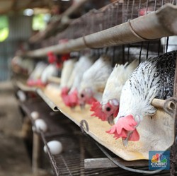 Para Peternak Ayam Lagi Pusing Tujuh Keliling, Ada Apa?