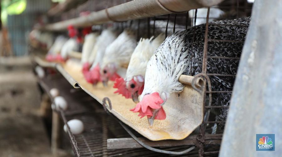 Madali (52) memberi pakan ayam petelur di kawasan Tangerang Selatan, Selasa (12/10/2021). Peternak ayam petelur terus mengeluh dari harga Rp. 23.000/kg menjadi Rp. 18.000/kg, mereka mengeluarkan penurunan harga tidak sesuai dengan biaya pakan. Madali memiliki 800 ekor ayam negeri dan 800 ekor ayam kampung. Berdasarkan catatan Pusat Informasi Harga Pangan Strategis, rata-rata harga telur ayam ras segar secara nasional pada 8 Oktober 2021 adalah Rp.23.000/kg tutun 2,52% dibandingkan posisi sebulan sebelumnya. 
  (վ/ Tri Susilo)