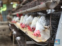 Para Peternak Ayam Lagi Pusing Tujuh Keliling, Ada Apa?