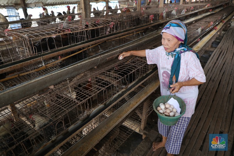Peternak Ayam Petelur Madali (52) memberi pakan ayam petelur di kawasan Tangerang Selatan, Selasa (12/10/2021). Peternak ayam petelur terus mengeluh dari harga Rp. 23.000/kg menjadi Rp. 18.000/kg, mereka mengeluarkan penurunan harga tidak sesuai dengan biaya pakan. Madali memiliki 800 ekor ayam negeri dan 800 ekor ayam kampung. Berdasarkan catatan Pusat Informasi Harga Pangan Strategis, rata-rata harga telur ayam ras segar secara nasional pada 8 Oktober 2021 adalah Rp.23.000/kg tutun 2,52% dibandingkan posisi sebulan sebelumnya.
(CNBC Indonesia/ Tri Susilo)