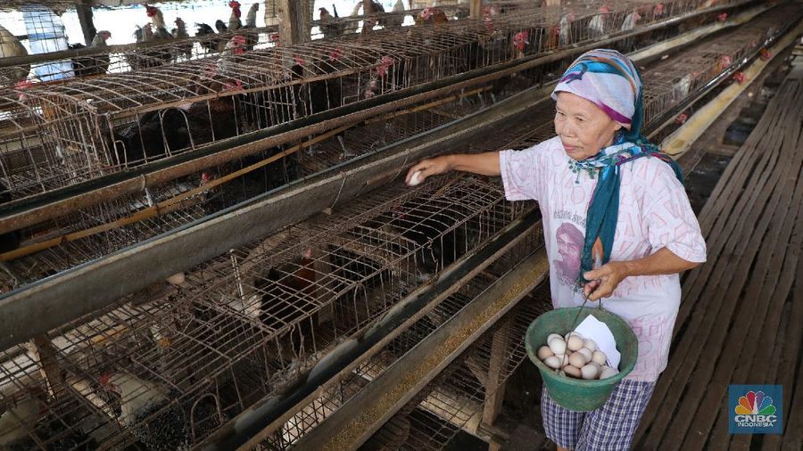 Madali (52) memberi pakan ayam petelur di kawasan Tangerang Selatan, Selasa (12/10/2021). Peternak ayam petelur terus mengeluh dari harga Rp. 23.000/kg menjadi Rp. 18.000/kg, mereka mengeluarkan penurunan harga tidak sesuai dengan biaya pakan. Madali memiliki 800 ekor ayam negeri dan 800 ekor ayam kampung. Berdasarkan catatan Pusat Informasi Harga Pangan Strategis, rata-rata harga telur ayam ras segar secara nasional pada 8 Oktober 2021 adalah Rp.23.000/kg tutun 2,52% dibandingkan posisi sebulan sebelumnya. 
  (CNBC Indonesia/ Tri Susilo)