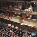 Dear Pak Zulkifli Hasan, Rencana Subsidi Jagung Dikritik Nih