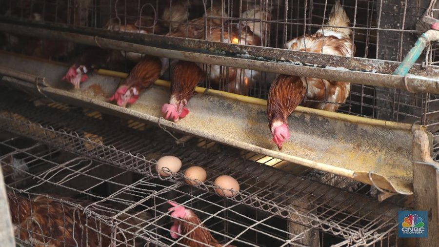 Madali (52) memberi pakan ayam petelur di kawasan Tangerang Selatan, Selasa (12/10/2021). Peternak ayam petelur terus mengeluh dari harga Rp. 23.000/kg menjadi Rp. 18.000/kg, mereka mengeluarkan penurunan harga tidak sesuai dengan biaya pakan. Madali memiliki 800 ekor ayam negeri dan 800 ekor ayam kampung. Berdasarkan catatan Pusat Informasi Harga Pangan Strategis, rata-rata harga telur ayam ras segar secara nasional pada 8 Oktober 2021 adalah Rp.23.000/kg tutun 2,52% dibandingkan posisi sebulan sebelumnya. 
  (վ/ Tri Susilo)