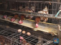 Inflasi Ayam Bikin AS Pening, Putin Ikut Jadi Biang Kerok