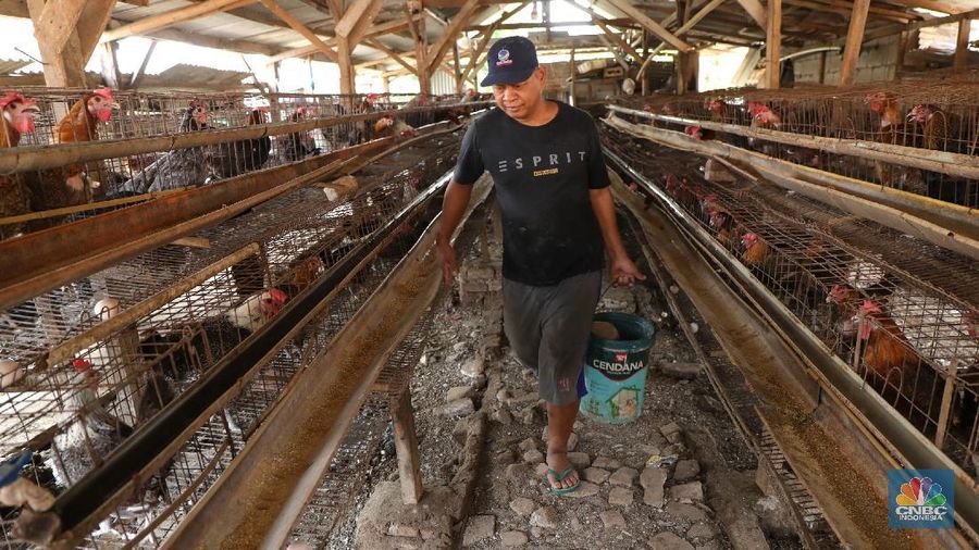 Madali (52) memberi pakan ayam petelur di kawasan Tangerang Selatan, Selasa (12/10/2021). Peternak ayam petelur terus mengeluh dari harga Rp. 23.000/kg menjadi Rp. 18.000/kg, mereka mengeluarkan penurunan harga tidak sesuai dengan biaya pakan. Madali memiliki 800 ekor ayam negeri dan 800 ekor ayam kampung. Berdasarkan catatan Pusat Informasi Harga Pangan Strategis, rata-rata harga telur ayam ras segar secara nasional pada 8 Oktober 2021 adalah Rp.23.000/kg tutun 2,52% dibandingkan posisi sebulan sebelumnya. 
  (CNBC Indonesia/ Tri Susilo)