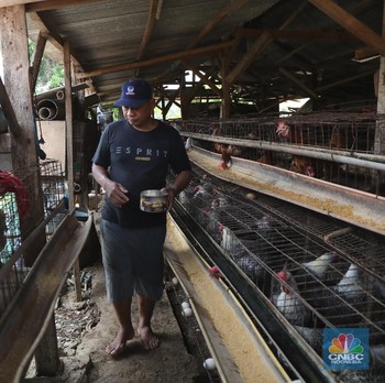 Derita Peternak Ayam Petelur: Pakan Mahal, Harga Telur Anjlok