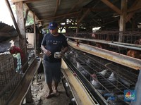 Derita Peternak Ayam Petelur: Pakan Mahal, Harga Telur Anjlok