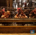 Anomali! Harga Ayam 'Terbang', Peternak Malah Nangis