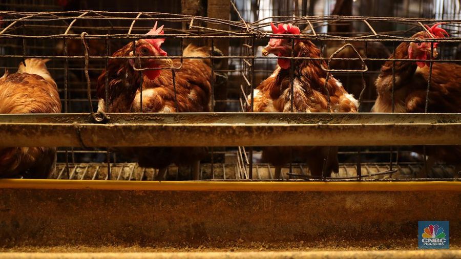 Madali (52) memberi pakan ayam petelur di kawasan Tangerang Selatan, Selasa (12/10/2021). Peternak ayam petelur terus mengeluh dari harga Rp. 23.000/kg menjadi Rp. 18.000/kg, mereka mengeluarkan penurunan harga tidak sesuai dengan biaya pakan. Madali memiliki 800 ekor ayam negeri dan 800 ekor ayam kampung. Berdasarkan catatan Pusat Informasi Harga Pangan Strategis, rata-rata harga telur ayam ras segar secara nasional pada 8 Oktober 2021 adalah Rp.23.000/kg tutun 2,52% dibandingkan posisi sebulan sebelumnya. 
  (CNBC Indonesia/ Tri Susilo)