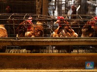 Anomali! Harga Ayam 'Terbang', Peternak Malah Nangis