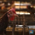 Studi Ungkap Sejarah Ayam, Pernah Jadi Sembahan Manusia