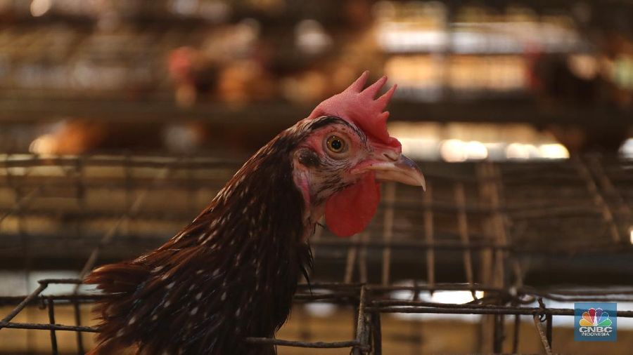 Madali (52) memberi pakan ayam petelur di kawasan Tangerang Selatan, Selasa (12/10/2021). Peternak ayam petelur terus mengeluh dari harga Rp. 23.000/kg menjadi Rp. 18.000/kg, mereka mengeluarkan penurunan harga tidak sesuai dengan biaya pakan. Madali memiliki 800 ekor ayam negeri dan 800 ekor ayam kampung. Berdasarkan catatan Pusat Informasi Harga Pangan Strategis, rata-rata harga telur ayam ras segar secara nasional pada 8 Oktober 2021 adalah Rp.23.000/kg tutun 2,52% dibandingkan posisi sebulan sebelumnya. 
  (CNBC Indonesia/ Tri Susilo)