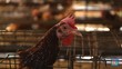 Studi Ungkap Sejarah Ayam, Pernah Jadi Sembahan Manusia