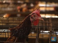 Studi Ungkap Sejarah Ayam, Pernah Jadi Sembahan Manusia