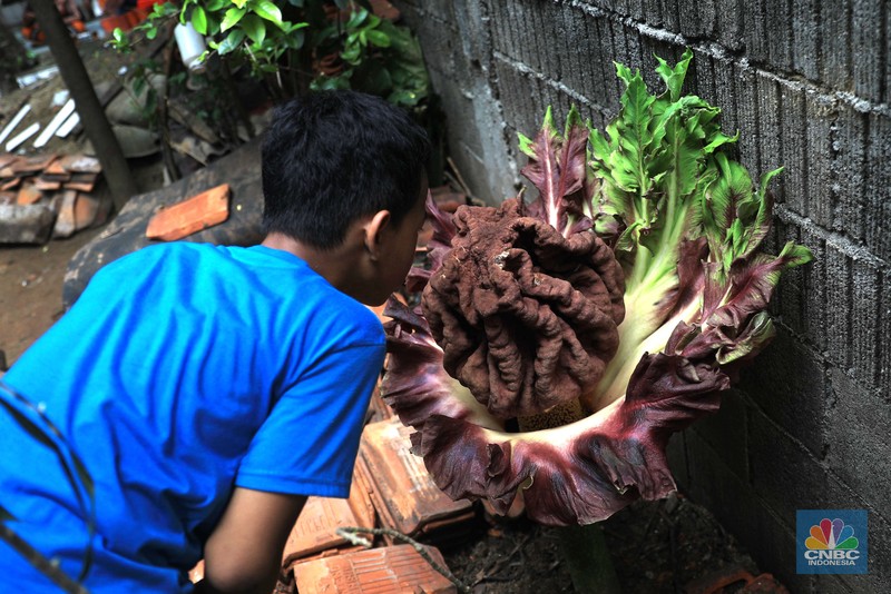 Warga melihat tanaman bunga bangkai di pekarangan rumah di Cipete, Cilandak, Jakarta Selatan, Selasa, 12/10. Tanaman mirip bunga bangkai menyita perhatian warga sekitar hingga viral di media sosial.
Pantauan CNBC Indonesia di lokasi, tanaman mirip bunga bangkai terlihat mekar dan berada di pekarangan rumah warga di Jalan Bunga Rampai RT 11 RW 03, Cipete Selatan, Cilandak, Jakarta Selatan. Terlihat beberapa warga berdatangan hanya untuk sekedar mendokumentasikan momen langka tersebut.
Pemilik rumah yang ditumbuhi bunga tersebut, Nova (34), mengatakan 