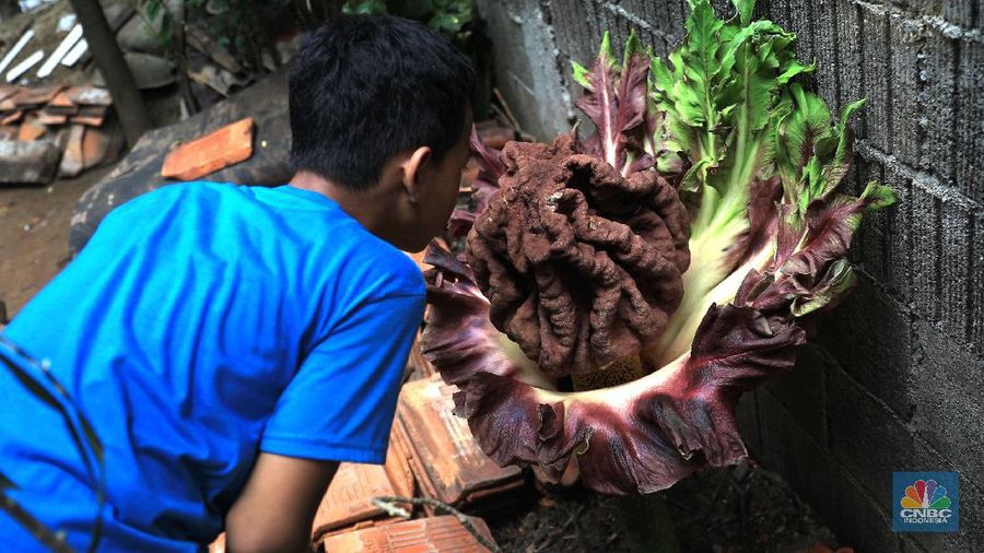 Warga melihat tanaman bunga bangkai di pekarangan rumah di Cipete, Cilandak, Jakarta Selatan, Selasa, 12/10. Tanaman mirip bunga bangkai menyita perhatian warga sekitar hingga viral di media sosial.
Pantauan CNBC Indonesia di lokasi, tanaman mirip bunga bangkai terlihat mekar dan berada di pekarangan rumah warga di Jalan Bunga Rampai RT 11 RW 03, Cipete Selatan, Cilandak, Jakarta Selatan. Terlihat beberapa warga berdatangan hanya untuk sekedar mendokumentasikan momen langka tersebut.
Pemilik rumah yang ditumbuhi bunga tersebut, Nova (34), mengatakan 