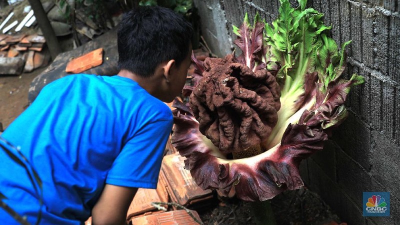 Warga melihat tanaman bunga bangkai di pekarangan rumah di Cipete, Cilandak, Jakarta Selatan, Selasa, 12/10. Tanaman mirip bunga bangkai menyita perhatian warga sekitar hingga viral di media sosial.
Pantauan CNBC Indonesia di lokasi, tanaman mirip bunga bangkai terlihat mekar dan berada di pekarangan rumah warga di Jalan Bunga Rampai RT 11 RW 03, Cipete Selatan, Cilandak, Jakarta Selatan. Terlihat beberapa warga berdatangan hanya untuk sekedar mendokumentasikan momen langka tersebut.
Pemilik rumah yang ditumbuhi bunga tersebut, Nova (34), mengatakan 