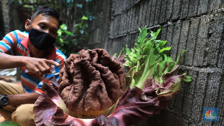 Warga melihat tanaman bunga bangkai di pekarangan rumah di Cipete, Cilandak, Jakarta Selatan, Selasa, 12/10. Tanaman mirip bunga bangkai menyita perhatian warga sekitar hingga viral di media sosial.
Pantauan CNBC Indonesia di lokasi, tanaman mirip bunga bangkai terlihat mekar dan berada di pekarangan rumah warga di Jalan Bunga Rampai RT 11 RW 03, Cipete Selatan, Cilandak, Jakarta Selatan. Terlihat beberapa warga berdatangan hanya untuk sekedar mendokumentasikan momen langka tersebut.
Pemilik rumah yang ditumbuhi bunga tersebut, Nova (34), mengatakan 