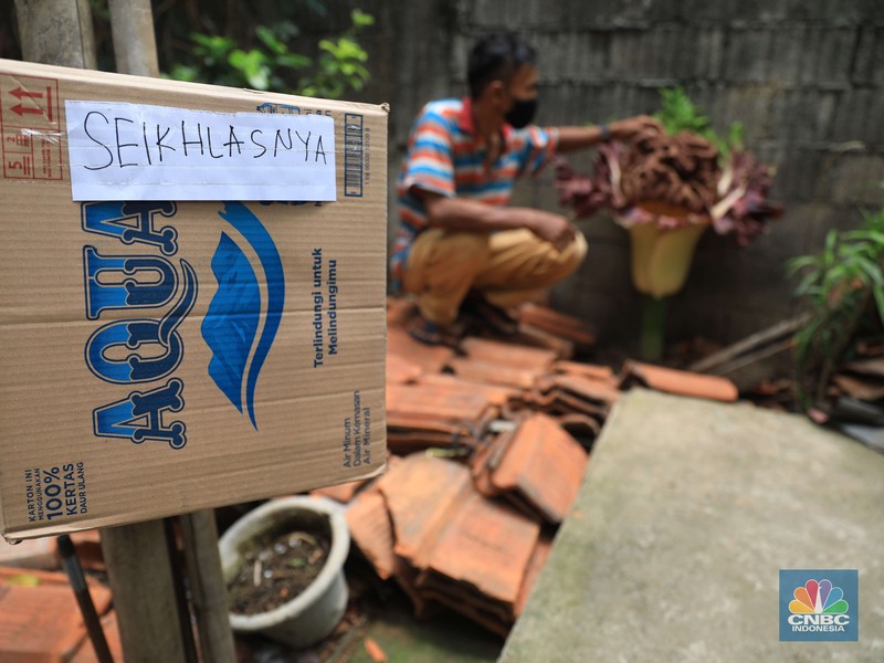tanaman yang diduga bunga bangkai Warga melihat tanaman bunga bangkai di pekarangan rumah di Cipete, Cilandak, Jakarta Selatan, Selasa, 12/10. Tanaman mirip bunga bangkai menyita perhatian warga sekitar hingga viral di media sosial.
Pantauan CNBC Indonesia di lokasi, tanaman mirip bunga bangkai terlihat mekar dan berada di pekarangan rumah warga di Jalan Bunga Rampai RT 11 RW 03, Cipete Selatan, Cilandak, Jakarta Selatan. Terlihat beberapa warga berdatangan hanya untuk sekedar mendokumentasikan momen langka tersebut.
Pemilik rumah yang ditumbuhi bunga tersebut, Nova (34), mengatakan