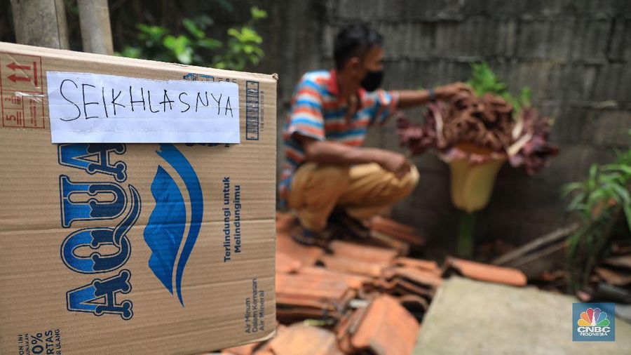 Warga melihat tanaman bunga bangkai di pekarangan rumah di Cipete, Cilandak, Jakarta Selatan, Selasa, 12/10. Tanaman mirip bunga bangkai menyita perhatian warga sekitar hingga viral di media sosial.
Pantauan CNBC Indonesia di lokasi, tanaman mirip bunga bangkai terlihat mekar dan berada di pekarangan rumah warga di Jalan Bunga Rampai RT 11 RW 03, Cipete Selatan, Cilandak, Jakarta Selatan. Terlihat beberapa warga berdatangan hanya untuk sekedar mendokumentasikan momen langka tersebut.
Pemilik rumah yang ditumbuhi bunga tersebut, Nova (34), mengatakan 