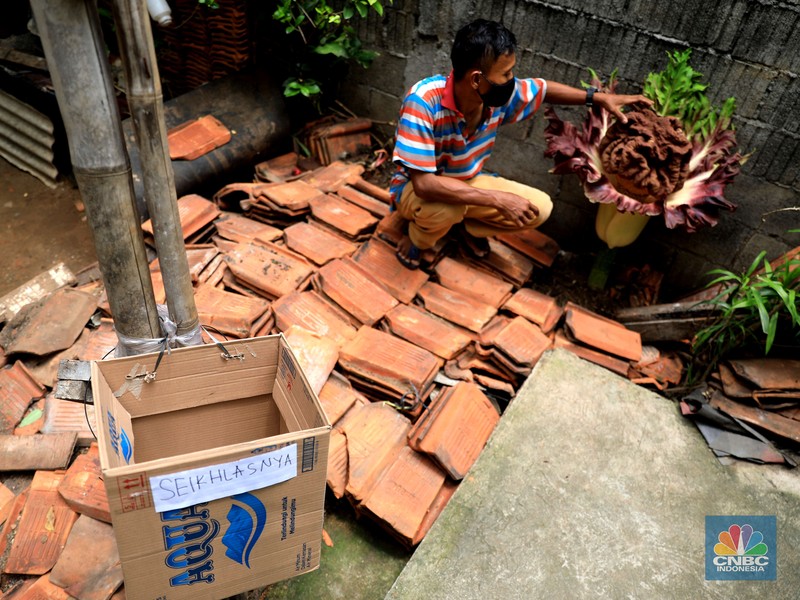 tanaman yang diduga bunga bangkai Warga melihat tanaman bunga bangkai di pekarangan rumah di Cipete, Cilandak, Jakarta Selatan, Selasa, 12/10. Tanaman mirip bunga bangkai menyita perhatian warga sekitar hingga viral di media sosial.
Pantauan CNBC Indonesia di lokasi, tanaman mirip bunga bangkai terlihat mekar dan berada di pekarangan rumah warga di Jalan Bunga Rampai RT 11 RW 03, Cipete Selatan, Cilandak, Jakarta Selatan. Terlihat beberapa warga berdatangan hanya untuk sekedar mendokumentasikan momen langka tersebut.
Pemilik rumah yang ditumbuhi bunga tersebut, Nova (34), mengatakan