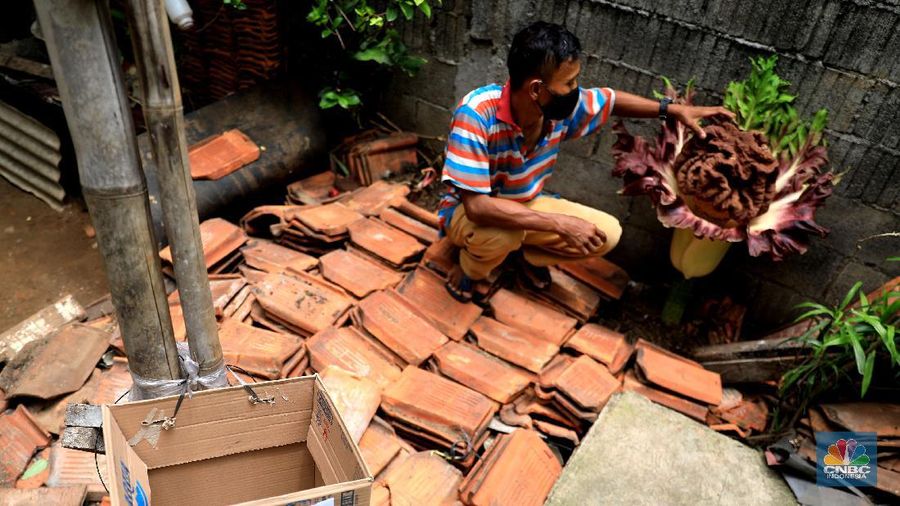 Warga melihat tanaman bunga bangkai di pekarangan rumah di Cipete, Cilandak, Jakarta Selatan, Selasa, 12/10. Tanaman mirip bunga bangkai menyita perhatian warga sekitar hingga viral di media sosial.
Pantauan CNBC Indonesia di lokasi, tanaman mirip bunga bangkai terlihat mekar dan berada di pekarangan rumah warga di Jalan Bunga Rampai RT 11 RW 03, Cipete Selatan, Cilandak, Jakarta Selatan. Terlihat beberapa warga berdatangan hanya untuk sekedar mendokumentasikan momen langka tersebut.
Pemilik rumah yang ditumbuhi bunga tersebut, Nova (34), mengatakan 