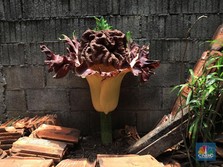 Intip Tanaman Mirip Bunga Bangkai Milik Warga Cipete Jaksel